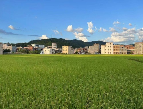 塞尔塔VS弗赖堡分析推荐3 塞尔塔VS弗赖堡分析推荐3